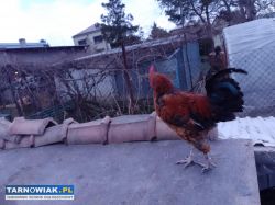 Koguty z października - Obrazek 3
