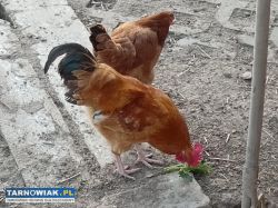 Koguty z października - Obrazek 4