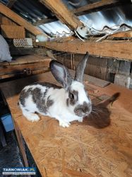 Samica królika po pierwszym wykocie srokacz - Obrazek 1