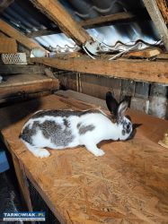 Samica królika po pierwszym wykocie srokacz - Obrazek 2