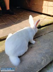 Samice srokacz termundzki króliki król - Obrazek 1