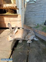 Samice srokacz termundzki króliki król - Obrazek 2