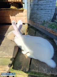 Samice srokacz termundzki króliki król - Obrazek 3