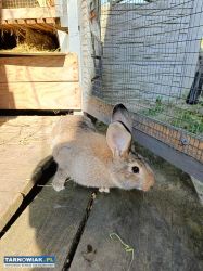 Samice srokacz termundzki króliki król - Obrazek 4