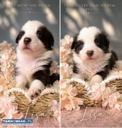 Border Collie szczenięta FCI ZKwP - Obrazek 1