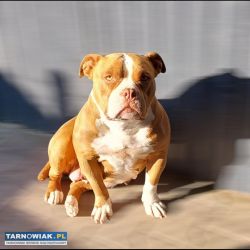 Oddam za darmo American Bully - Obrazek 2