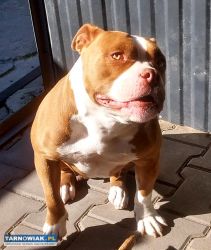 Oddam za darmo American Bully - Obrazek 3