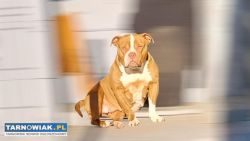 Oddam za darmo American Bully - Obrazek 1