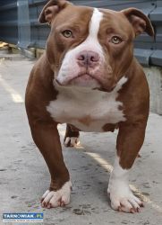 Oddam za darmo American Bully - Obrazek 4