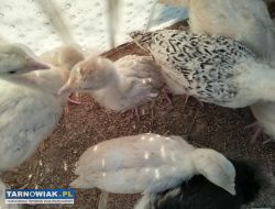 Sprzedam indyki staropolskie małe - Obrazek 2