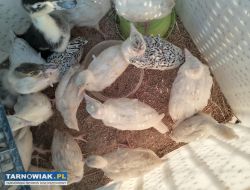 Sprzedam indyki staropolskie małe - Obrazek 3