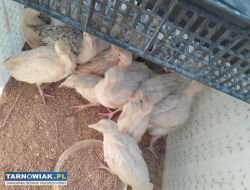 Sprzedam indyki staropolskie małe - Obrazek 4