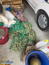 Sprzedam ziemniaki pozostałość po sadzeniu - Obrazek 1