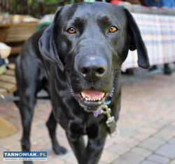 Czarny labrador do adopcji - Obrazek 1