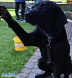 Czarny labrador do adopcji - Obrazek 3