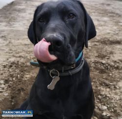 Czarny labrador do adopcji - Obrazek 2