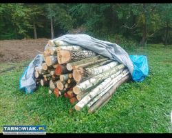 Sprzedam drzewo - Obrazek 1