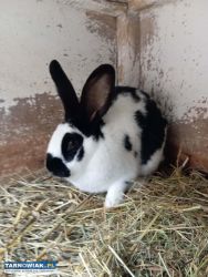 Sprzedam Królika- Samiczkę - Obrazek 1