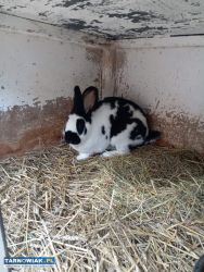 Sprzedam Królika- Samiczkę - Obrazek 2