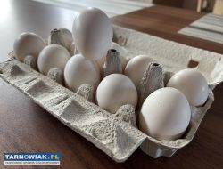 Zielononozka kuropatwiana  jaja legowe - Obrazek 1