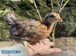 Zielononozka kuropatwiana  jaja legowe - Obrazek 2