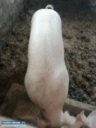 Sprzedam Tucznika - Obrazek 1