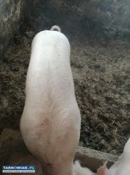 Sprzedam Tucznika - Obrazek 2