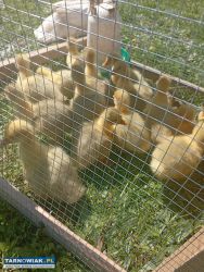 Gęsi kołudzkie - Obrazek 1