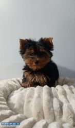 Yorkshire terrier - suczka - Obrazek 4