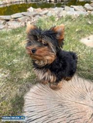 Yorkshire terrier - suczka - Obrazek 3