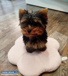 Yorkshire terrier - suczka - Obrazek 2