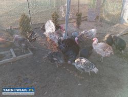 Sprzedam indyki - Obrazek 2