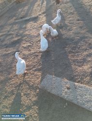 Sprzedam kaczki - Obrazek 2