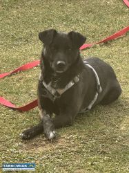 Oddam psa w dobre ręce! - Obrazek 1