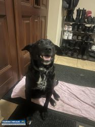 Oddam psa w dobre ręce! - Obrazek 2