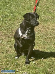 Oddam psa w dobre ręce! - Obrazek 3