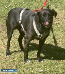 Oddam psa w dobre ręce! - Obrazek 4