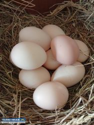 Wiejskie jajka - Obrazek 1