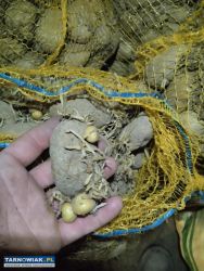 Sadzeniaki - Obrazek 1