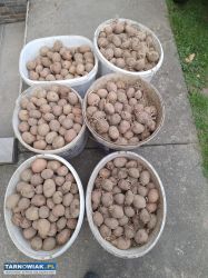 ziemniaki sadzeniaki Bellarosa - Obrazek 1