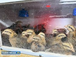 Kurczeta Zielononozki Kuropatwianej - Obrazek 1