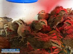 Kurczeta Zielononozki Kuropatwianej - Obrazek 2