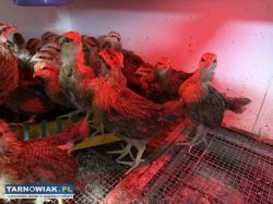 Kurczeta Zielononozki Kuropatwianej - Obrazek 3
