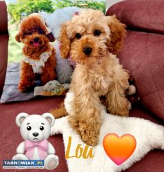 Unikatowy pudelek toy MISIO - Obrazek 1