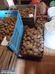 Sprzedam ziemniaki - Obrazek 1