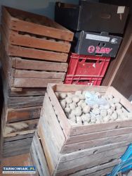 Sprzedam ziemniaki - Obrazek 3