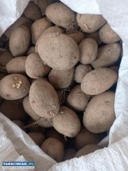 Sprzedam ziemniaki - Obrazek 1