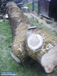 Sprzedam jesiona w klocu. - Obrazek 1