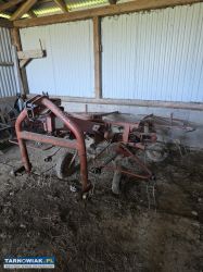 Roztrzasacz gwiazdowy Stoll - Obrazek 2