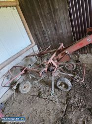 Roztrzasacz gwiazdowy Stoll - Obrazek 4